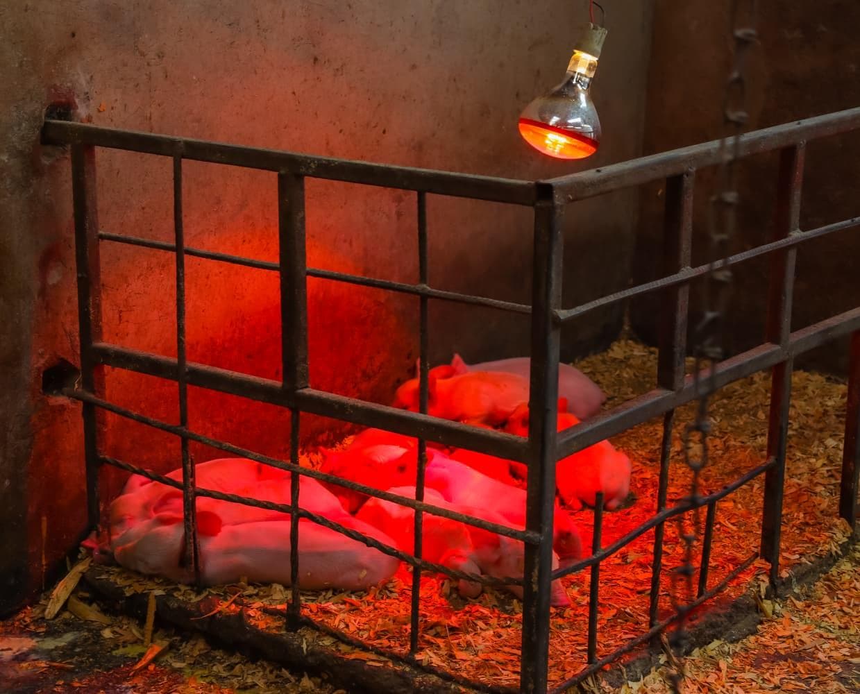Piglets under a heat lamp on a Kenyan farm