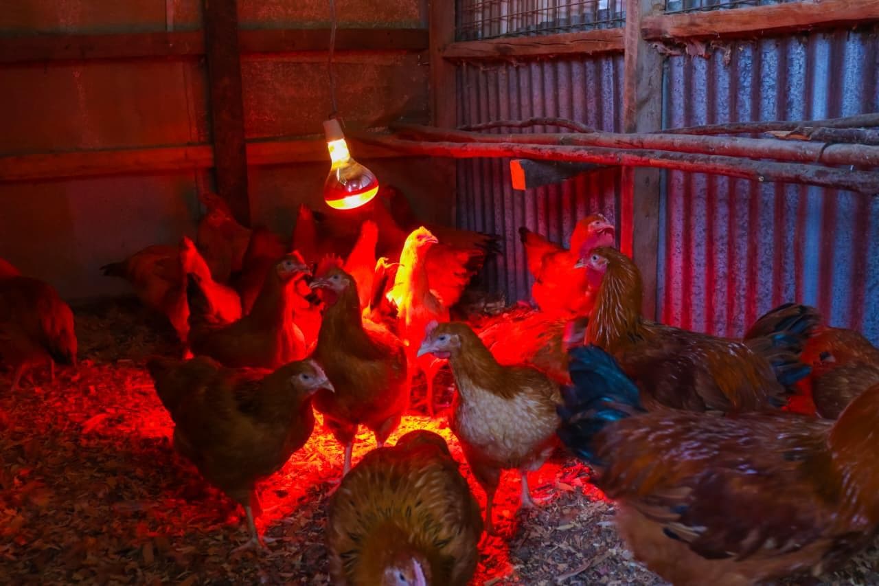 Farm energy supporting livestock and food production